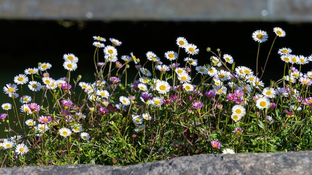 Red and white Daisies flowering by a wall in Bristol