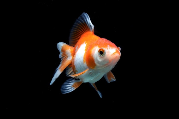 Red white fancy goldfish on black background