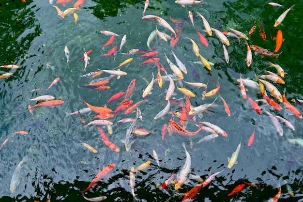 Red and white fish swim in the pond