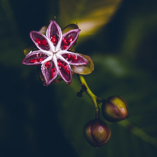 A red and white flower with a red center and a green leaf.