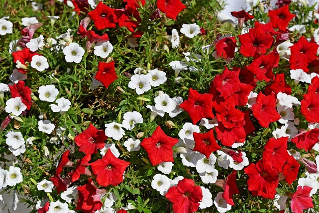 Red and white flowers of petunia on a flower bed Floral background