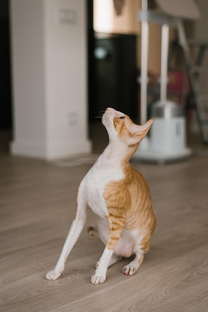 Photo red white haired handsome cat cornish rex plays with a toy at home