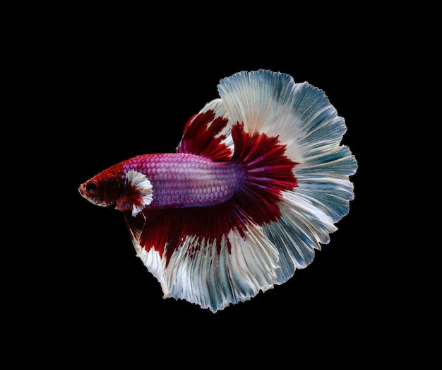 Red and white half moon Betta splendens fish Siamese fighting fish on black background