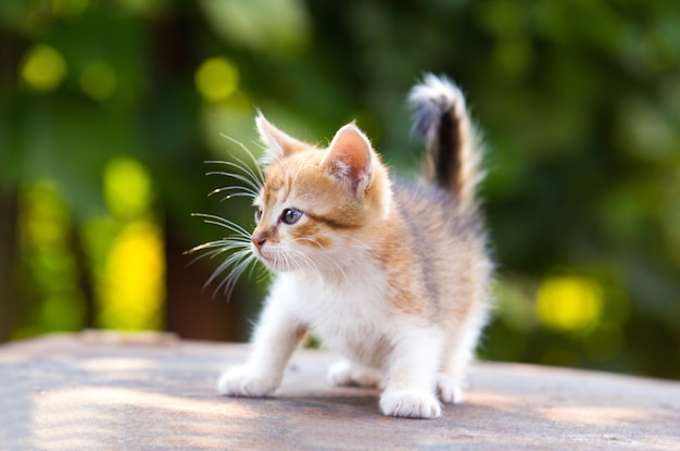 Red, white kitten with blue eyes play on green background