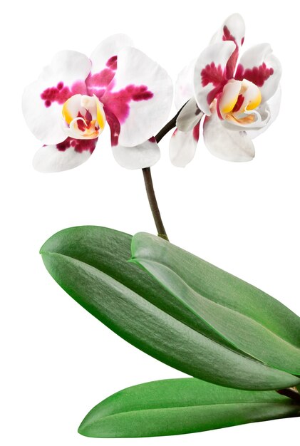 Orchidea rossa e bianca con foglia isolato su sfondo bianco