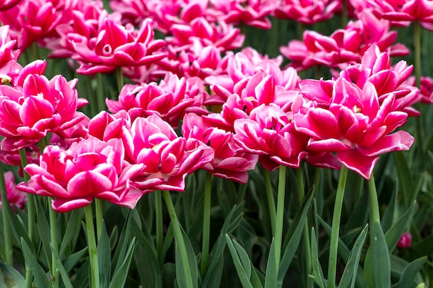 Red and white peony-flowered Double Early tulips ,Tulipa, Columbus bloom in a garden. a field