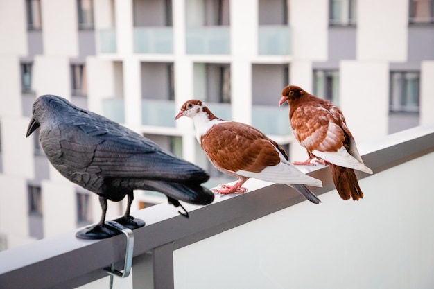 黒いプラスチックのカラスの近くに座っている赤白の鳩