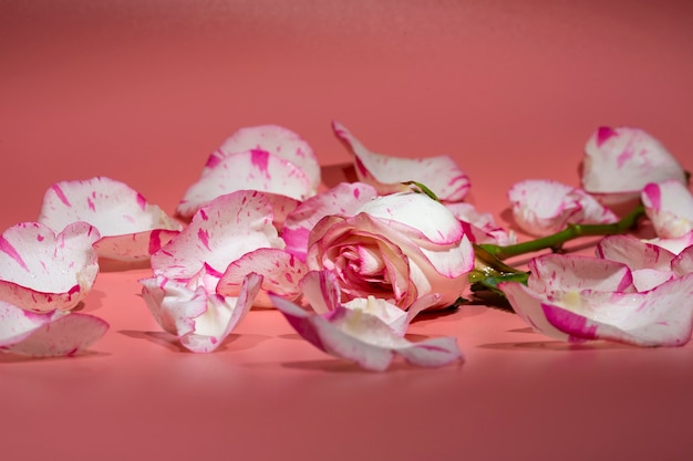 Красная и белая роза на розовом фоне в лепестках и каплях воды крупным планом