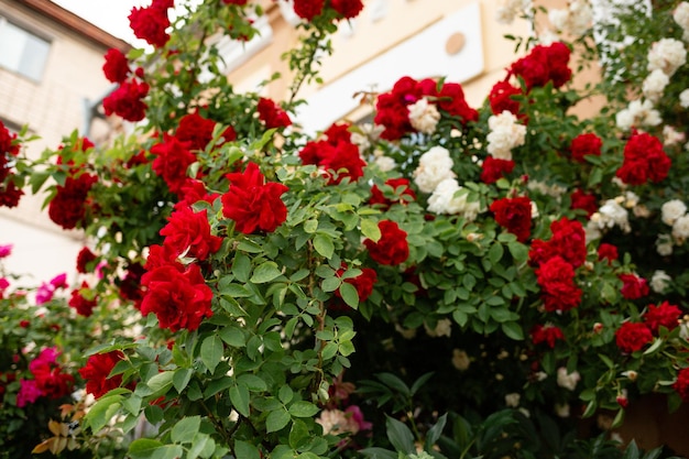 Red and white roses bloom outside near the house