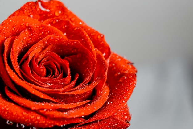 Photo red and white roses with sparkling water wallpaper.