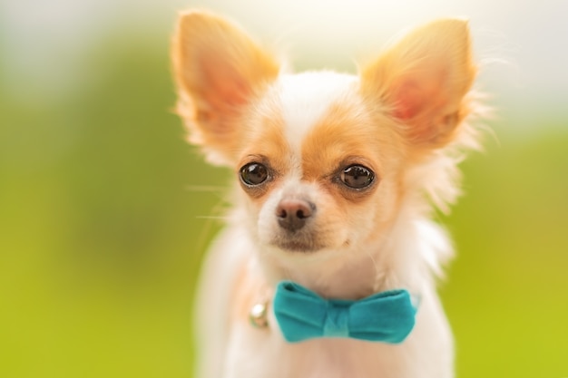 A red-and-white spotted Chihuahua. Chihuahua puppy is white with red spots. dog, puppy, small