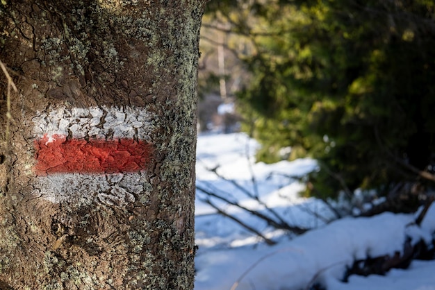 Красный и белый знак туристического маршрута на дереве