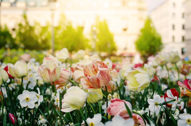 Red and white tulip flowers