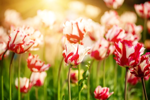 Красные и белые цветы тюльпана