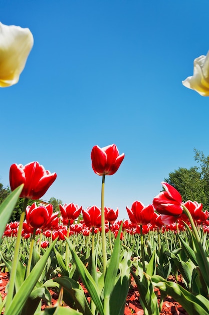 Red and white tulips on flower bed on blue sky