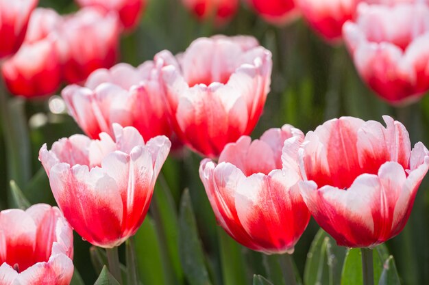 Red and white tulips in a garden