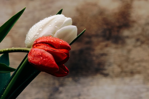 Красные и белые тюльпаны с каплями воды