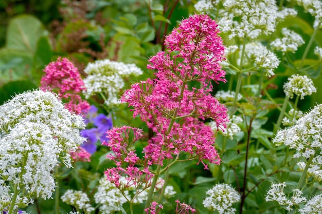 赤と白のバレリアン（Centranthus ruber）