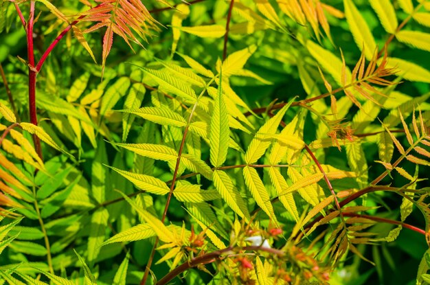 Red wild berries on the branches of a green bush.