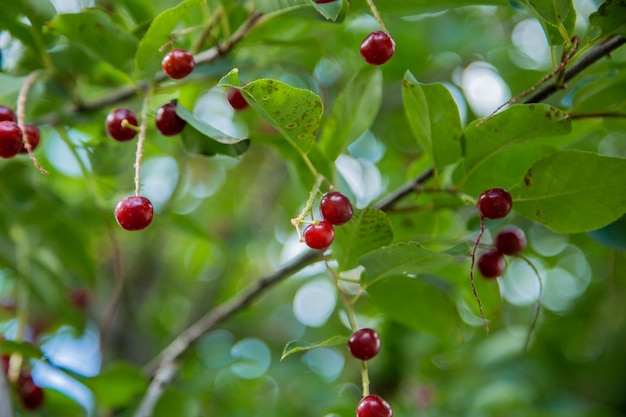 Red wild cherry berries on a tree surrounded by green leaves