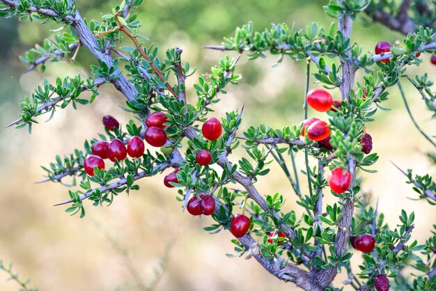 Red Wild fruits in Patagonia Forest Argentina