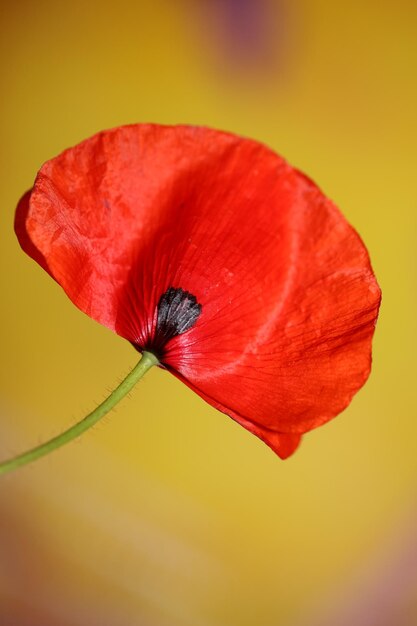 Red wild papaver flower blossom close up family papaveraceae botanical background high quality