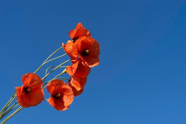 Red wild poppies against blue sky on sunny day