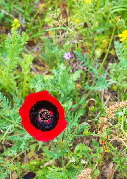 Foto fiore di papavero selvatico rosso in campo