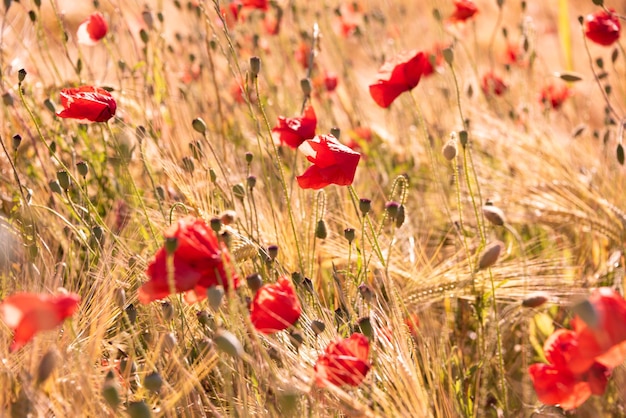 Red wild poppy flowers in blossom natural summer background