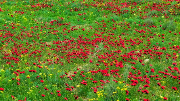 Red wild poppy flowers in field