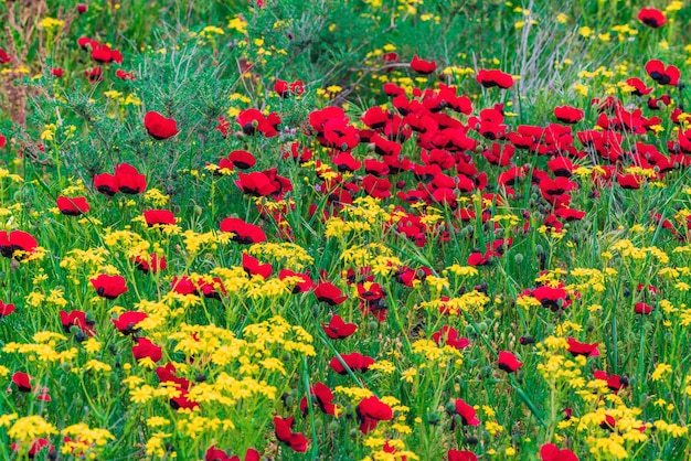 Red wild poppy flowers in field