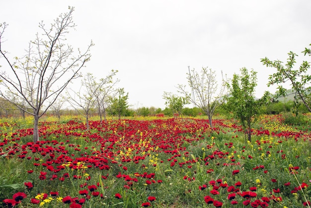 Red wild poppy flowers in orchard