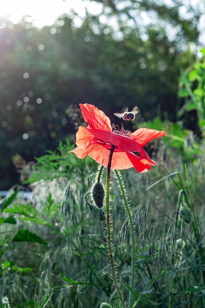 Red wild poppy outdoors