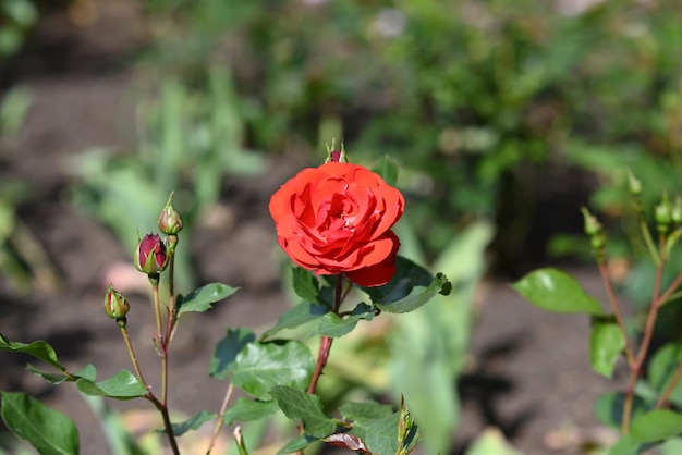 Red wild rose in the garden.