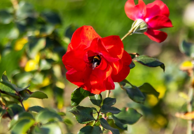 Red Wild Rose, Rosa acicularis bloomed.