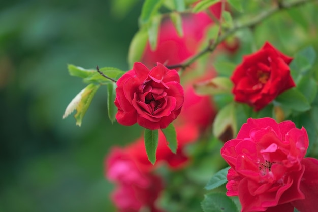 red wild roses flowers on rose bush against the background of flowers in the garden