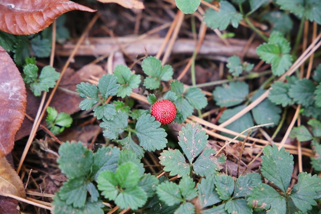 red wild strawberry close-up