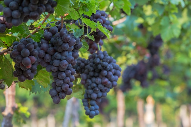 赤ワインの葡萄の背景、日没時のブドウ園、ブドウの収穫、ブドウ畑。