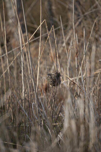 Red-winged blackbird agelaius phoeniceusnest in a marsh