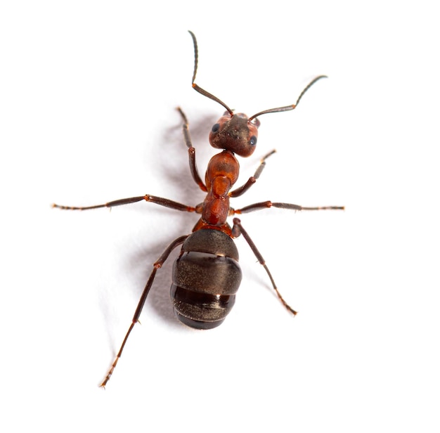 Red wood ant Formica rufa or southern wood ant isolated on white