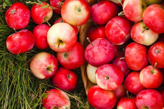 red and yellow apples on green grass