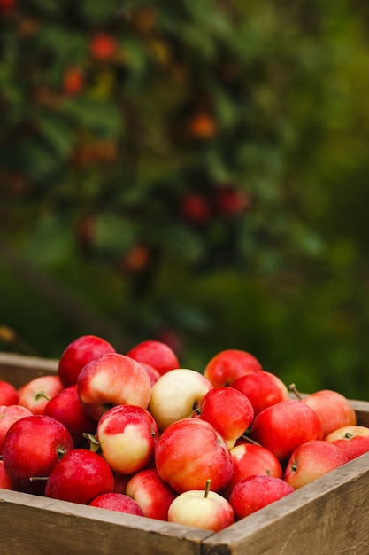 Photo red and yellow apples in old wooden box