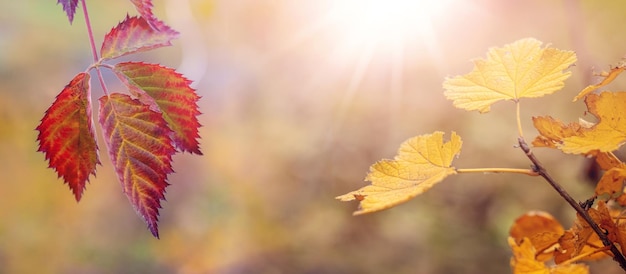 Foglie autunnali rosse e gialle nel giardino su cespugli di more e ribes giardino autunnale con tempo soleggiato