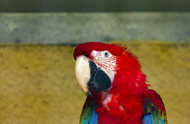 Red yellow and blue Macaw parrot closeup at the zoo