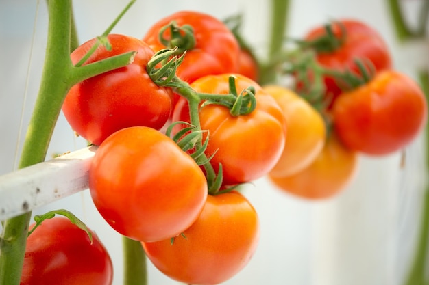 Red and yellow cherry tomatoes in plant organic agriculture garden