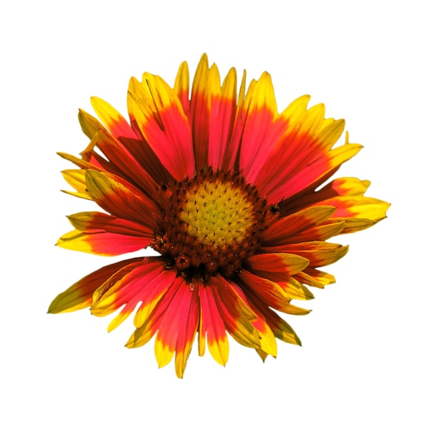 Red and yellow Chrysanthemum flower with splayed petals on a pure isolated white background in a square orientation.