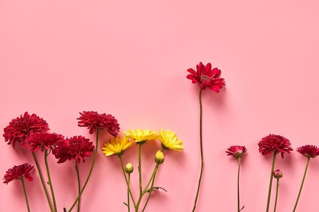 Red and yellow chrysanthemum flowers on a pink background.