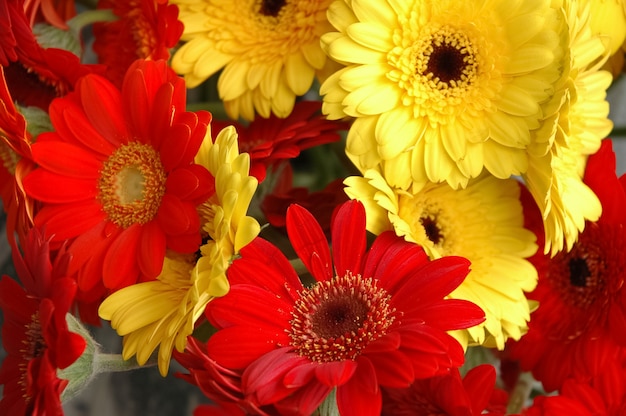 Red and yellow daisy flowers