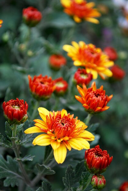 A red and yellow flower is in bloom.