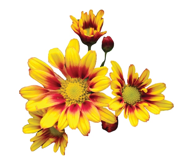red yellow flower with white background photo